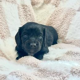 Cogsworth - Black male Dachshund puppy in Casper, Wyoming from Daisy's Doxies & Doodles