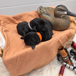 Labrador Retriever Puppies from Brian Kalkbrenner