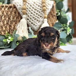 Havapoo puppies from Farquharson's Poodles&Doodles