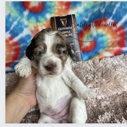 Cavapoo, Cockapoo, and French Bulldog Puppies from Batdogsndoodles