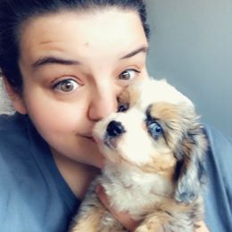 Poodle and Aussiedoodle Puppies from Ohana Companions