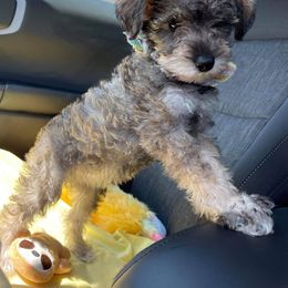 Goldendoodle, Schnoodle, and Sheepadoodle Puppies from Dood Ranch