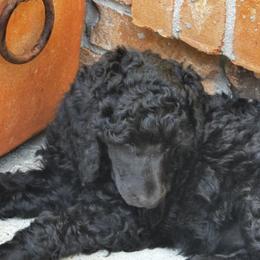 Poodle Puppies from Royal Dixie Poodles