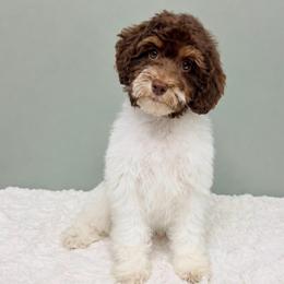 Maple - female Labradoodle puppy in Springfield, Ohio from Dawson & Daryn's Royal Companions