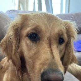 Golden Retrievers from Turissini Family Goldens
