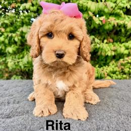 Monarch Rita - Apricot female Australian Labradoodle puppy in Mason, Michigan from Monarch Labradoodles