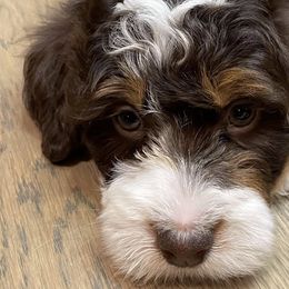 Bernedoodles and Goldendoodles from Diamond's Doodles