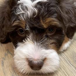 Bernedoodles and Goldendoodles from Diamond's Doodles