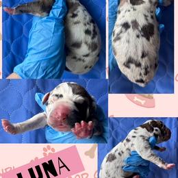 LUNA - Harlequin female Great Dane puppy in Wellsville, New York from Prophecy Danes