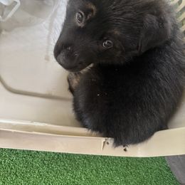 Boy 4 - Black and red male German Shepherd puppy in Rolesville, North Carolina from Ransomshire Shepherds