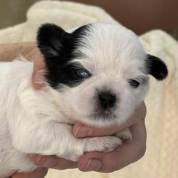 Karis - Black and white female Shih Tzu puppy in Tallahassee, Florida from Bows and Bow Ties