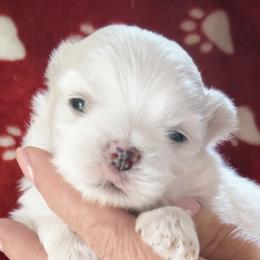 Marco - White male Maltese puppy in Centre, Alabama from Sassy Yorkie , miniature schnauzer , Maltese Love of Alabama