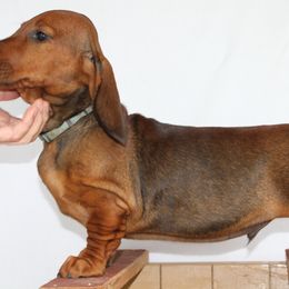Dachshund Puppies from Wylde Rose Dachshunds