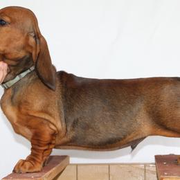 Dachshund Puppies from Wylde Rose Dachshunds