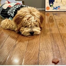 Goldendoodle Puppies from Red Barn Mission Farm