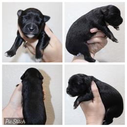 Cherry - Black tri female Miniature Australian Shepherd puppy in Iola, Texas from MK Aussies