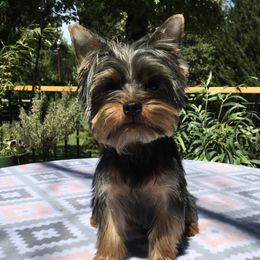 Merlin - Yorkshire Terrier