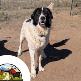 Colorado Mountain Dogs and Golden Retrievers from Splish Splash Goldens LLC & Trusted Ridge Homestead LLC