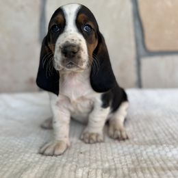Sally - Black brown and white female Basset Hound puppy in Yarnell, Arizona from Boulder Oak Bassets