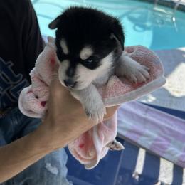 Angel - Black and white female Alaskan Klee Kai puppy in Palm Harbor, Florida from Klee Kai Breeders with Love