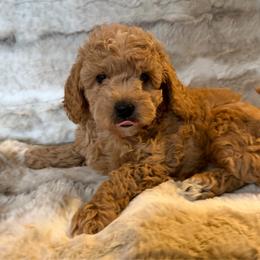 Boy 2 'Chevy' - Apricot male Goldendoodle puppy in Kearneysville, West Virginia from Daydreamer
