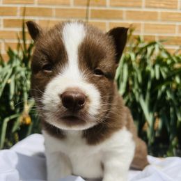 Siberian Husky Puppies from Wooly Woof Siberians