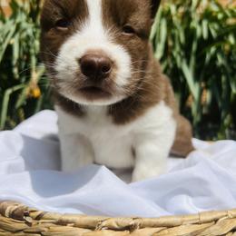 Siberian Husky Puppies from Wooly Woof Siberians