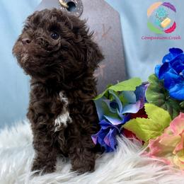 Goodluck Bear - Brown male Poodle puppy in Bowman, Georgia from Companion Creek Farm