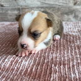 Hank - Sable male Pembroke Welsh Corgi puppy in Ledbetter, Texas from Texas Pembroke Corgis