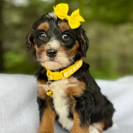 Yellow - Tri-color female Bernedoodle puppy in Hesperia, Michigan from Red Acres Poodles & Doodles