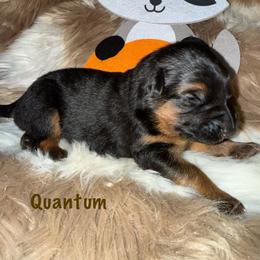 Quantum Brown Collar - Black and red male German Shepherd puppy in Hillsboro, Indiana from Salty Raccoon Ranch German Shepherds