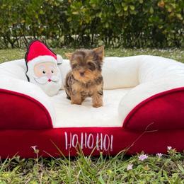 Tiny Honey Doll Face - Chocolate and tan female Yorkshire Terrier puppy in North Naples, Florida from Moon Ranch Puppies