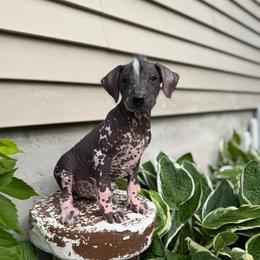 Cannoli - White and black male Xoloitzcuintli puppy in Manitowoc, Wisconsin from Wonderland Kennel