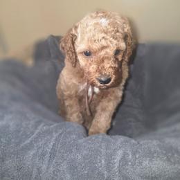 Tide (Brown boy) - Apricot male Poodle puppy in Griswold, Connecticut from Flatrock Kennels of CT