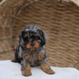 Australian Mountain Doodle, Bernedoodle, and Cavapoo Puppies from Cedar Wood Farms