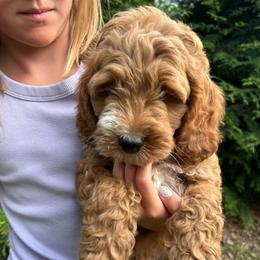 Chase - Red male Cockapoo puppy in Strasburg, Pennsylvania from Dana's Domain Cockapoos