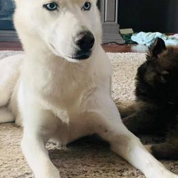 Siberian Huskies from Jimenez Family Siberians