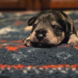 Revere - Salt and pepper male Miniature Schnauzer puppy in Dozier, Alabama from The Bearded Lady Miniature Schnauzers
