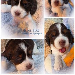 Girl 4 'June Bug' - Liver white and tan female English Springer Spaniel puppy in Silverdale, Washington from TimberVale Springers