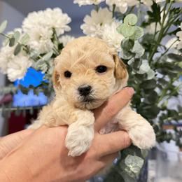 Mimishootka - Maltipoo