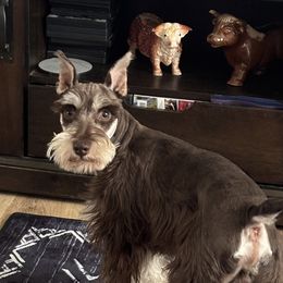 Lenny - Miniature Schnauzer