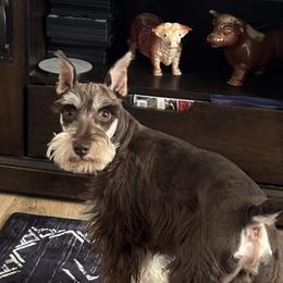 Lenny - Miniature Schnauzer