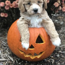Australian Labradoodle Puppies from Chickadee Labradoodles