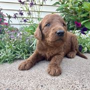 Carson - Red male Irish Doodle puppy in Hammond, Wisconsin from Queen of the Hill Puppies