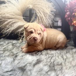 Darcy - Red sable female Chinese Shar-Pei puppy in Lehigh Acres, Florida from Florida Wrinkles