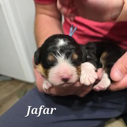 Jafar - Tri-color female Bernedoodle puppy in Blackfoot, Idaho from Draper Mountain Doodles