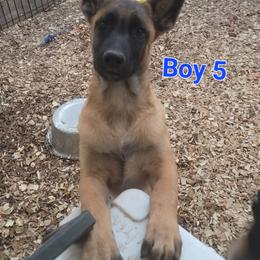 Boy 5 - Mahogany male Belgian Malinois puppy in Corpus Christi, Texas from Heavenly Firefly Belgian Malinois