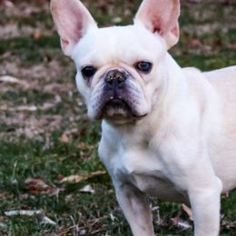 French Bulldogs from The French Bulldog Boutique
