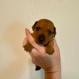 Rhett - Red male Miniature Pinscher puppy in Eatonton, Georgia from TNT Puppies