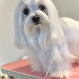 Maltese All Grown Up from MiaMiaMaltese Colorado